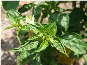 chilli04